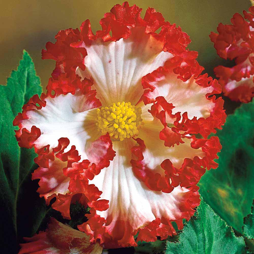 B. ‘Crispa Marginata’